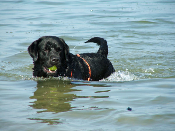Bürohund Pedro steht in der Donau mit einem Tennisball im Maul