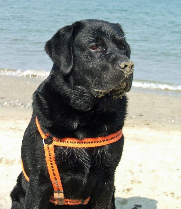 Bürohund Pedro mit Sand auf der Schnauze sitzt am Strand von Cesenatico