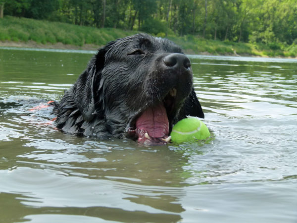 Bürohund Pedro schnappt nach einem Tennisball in der Donauau - Nahaufnahme