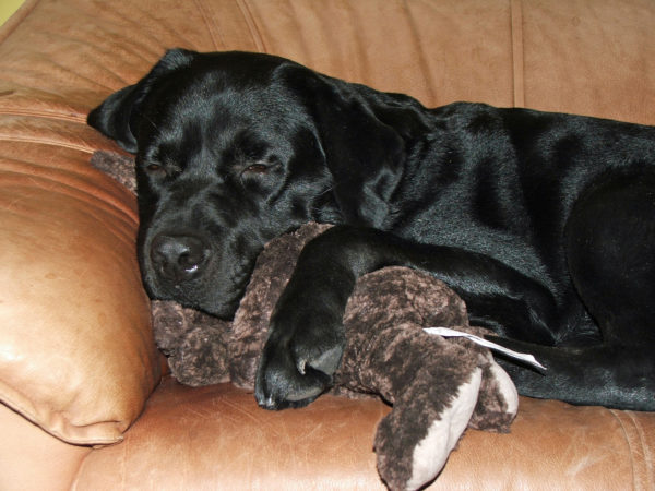 Bürohund Pedro kuschelt auf dem Sofa mit einem Stoffteddybär