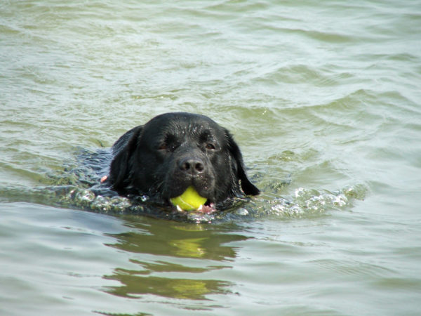 Bürohund Pedro schwimmt in der Donau mit einem Ball im Maul