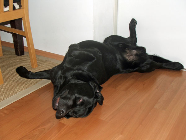 Bürohund Pedro liegt verdreht auf dem Boden und schläft