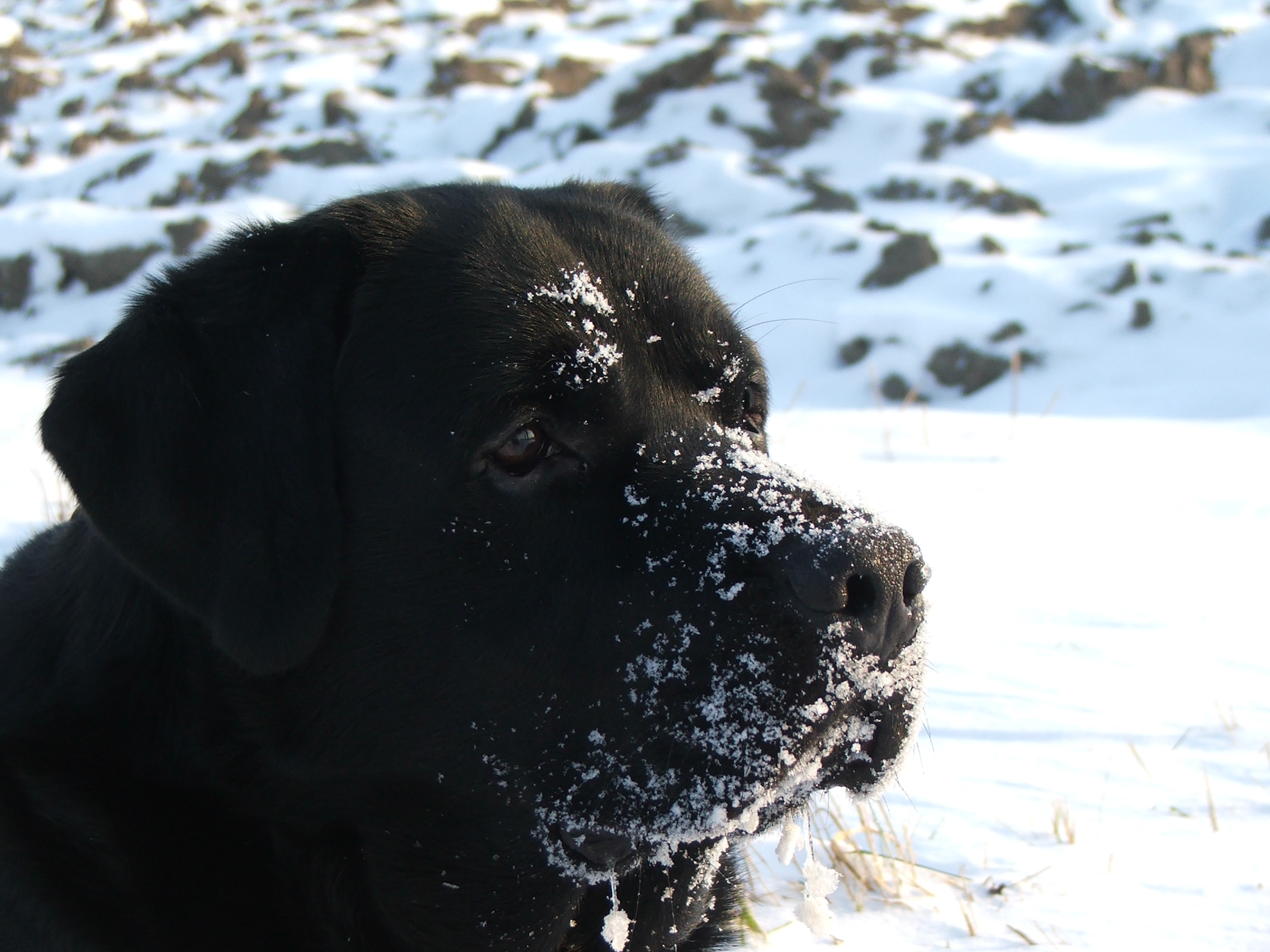 Bürohund Pedro mit Schneeflocken auf seiner Schnauze