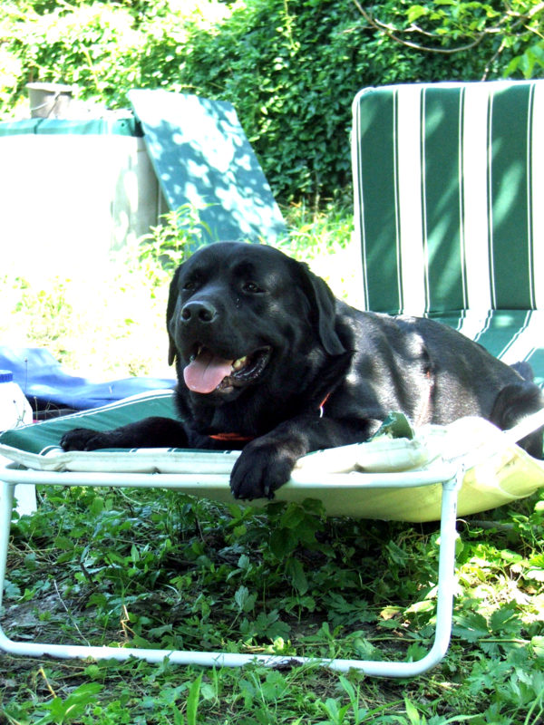 Bürohund Pedro chillt auf einer Sonnenliege