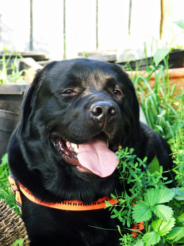 Bürohund Pedro hechelt im Sommer im Garten