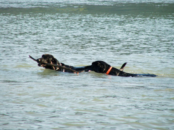 Bürohund Pedro apportiert mit einem anderen Labrador einen großen Ast aus der Donau
