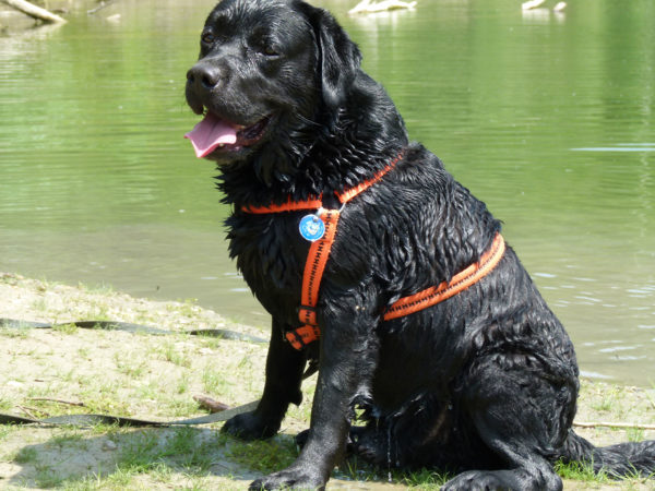 Bürohund Pedro sitzt mit nassem Fell am Ufer eines Donauarmes in der Au