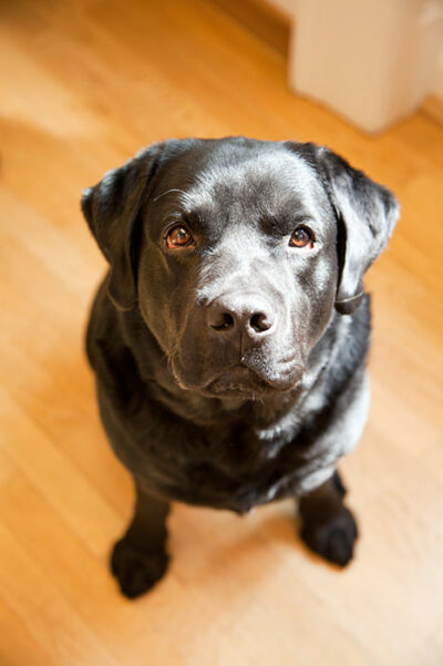 Pedro, der Bürohund von ITSM Partner sitzt und schaut auf zum Fotografen